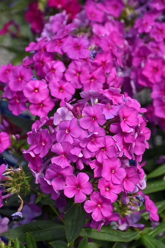 G1195 Phlox Paniculata Flame Purple 16 C19c6e26 9184 4659 Bd2d 25f9ec793705 from www redcrocus com
