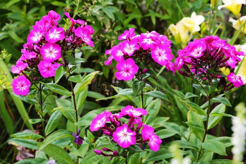 G1195 Phlox Paniculata Flame Purple 17 8b552c39 E0f5 4373 A279 Fb6baa149af6 from www redcrocus com