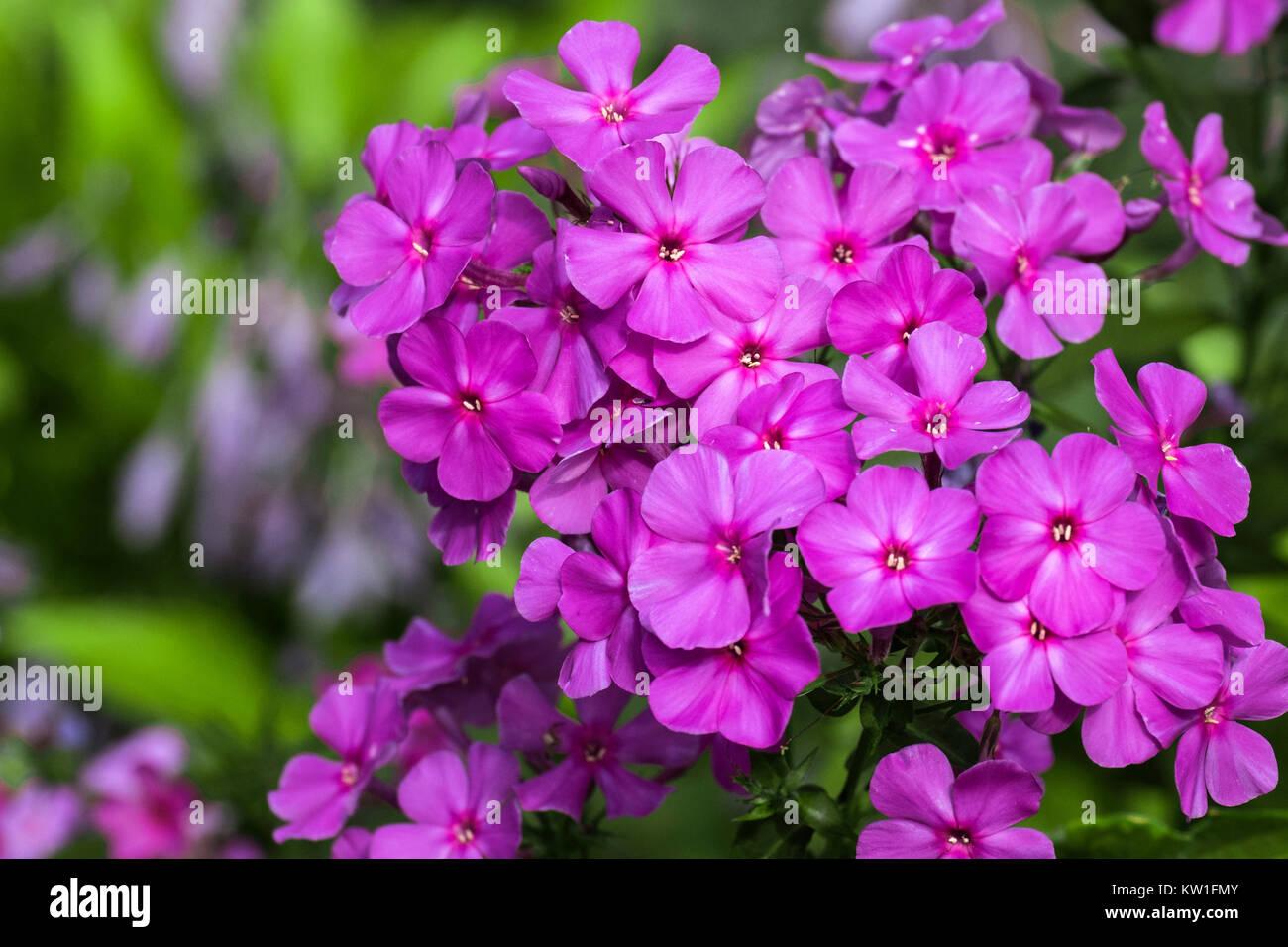 G1195 Phlox Paniculata Flame Purple 18 5d56408a B17a 448d Bb54 07219a0c28f4 from www redcrocus com