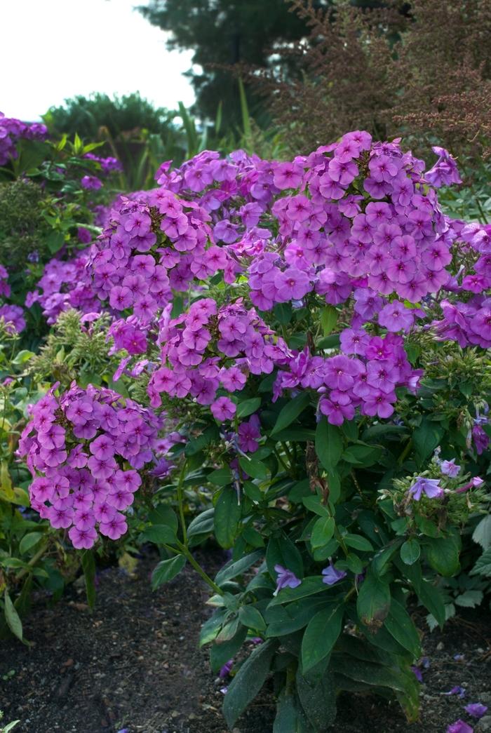 G1195 Phlox Paniculata Flame Purple 1 422fdbec 4dce 4e4f Ae96 3268aea3ac92 from www redcrocus com