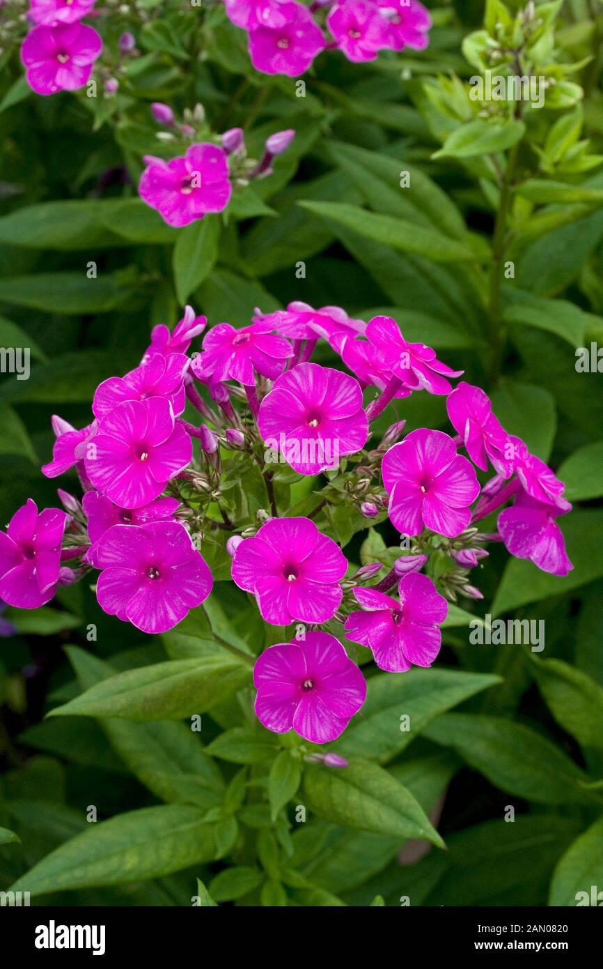 G1195 Phlox Paniculata Flame Purple 2 B26da00d 4a6b 4277 9ebf 4dedd9576ca5 from www redcrocus com
