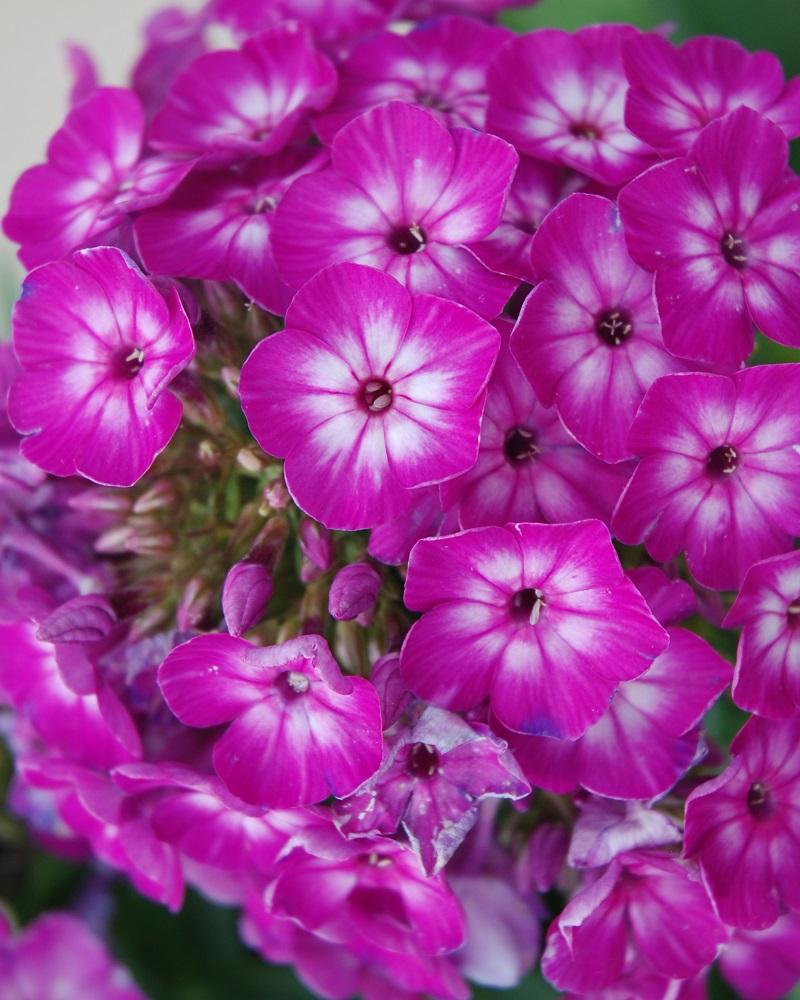 G1195 Phlox Paniculata Flame Purple 3 00d264bd C262 4bc8 900c 9641d4e519fd from www redcrocus com