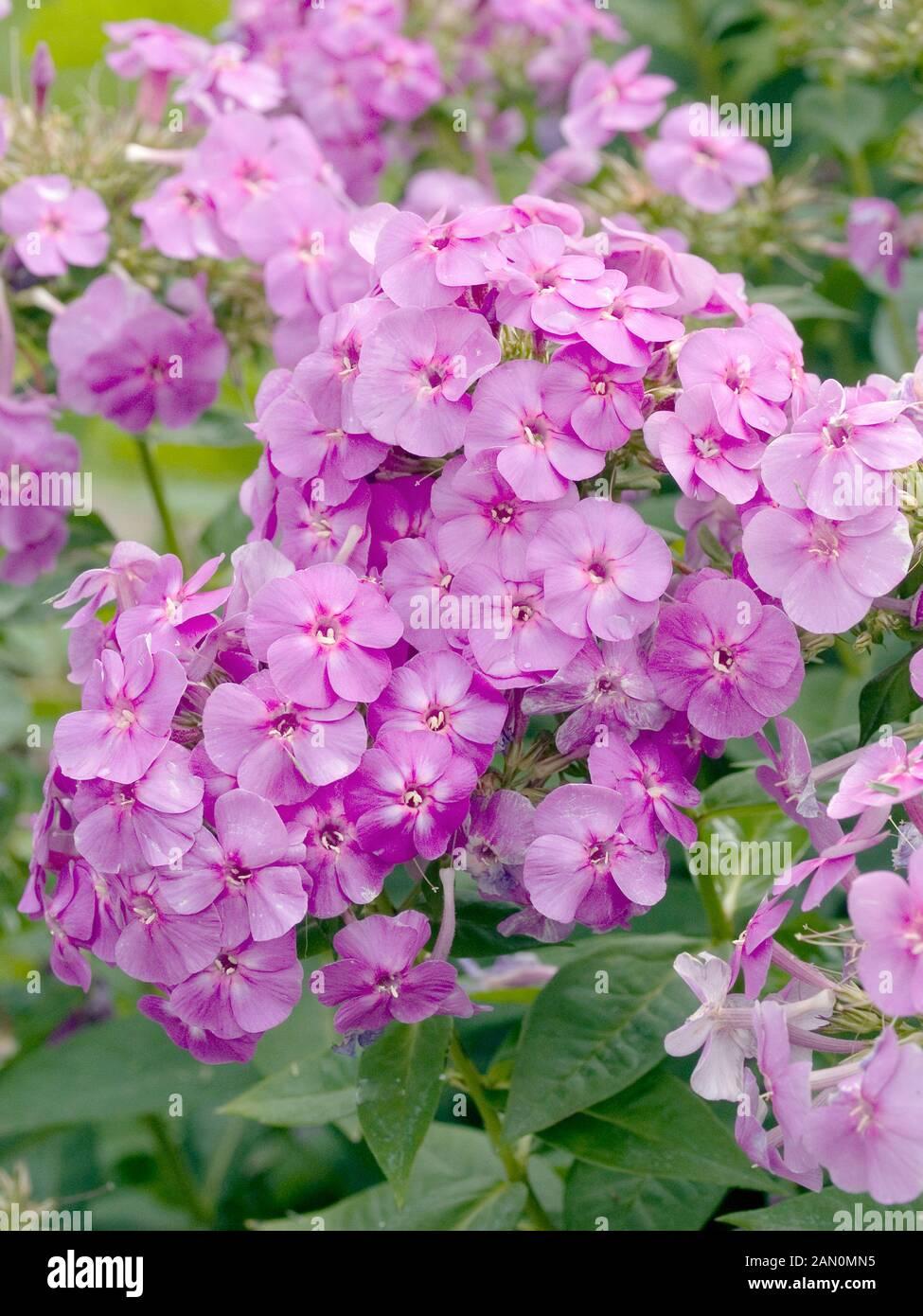 G1195 Phlox Paniculata Flame Purple 4 52b91006 C951 4315 9366 8f552eaccd25 from www redcrocus com