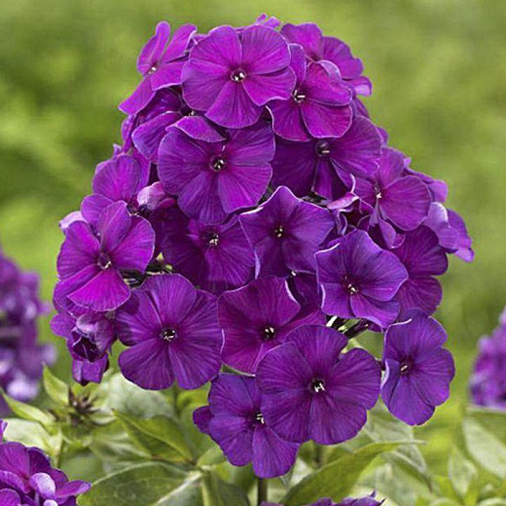 G1195 Phlox Paniculata Flame Purple 5 76ab1928 Fe2b 43b8 Aa38 93de77166031 from www redcrocus com