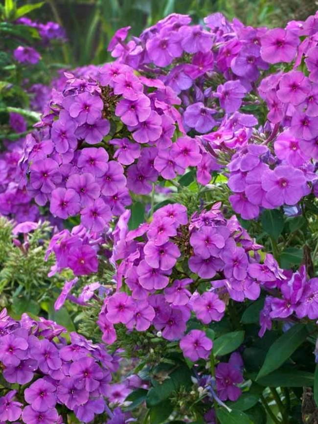 G1195 Phlox Paniculata Flame Purple 7 64d64018 A0aa 4f01 99aa Ec4dfb293f98 from www redcrocus com