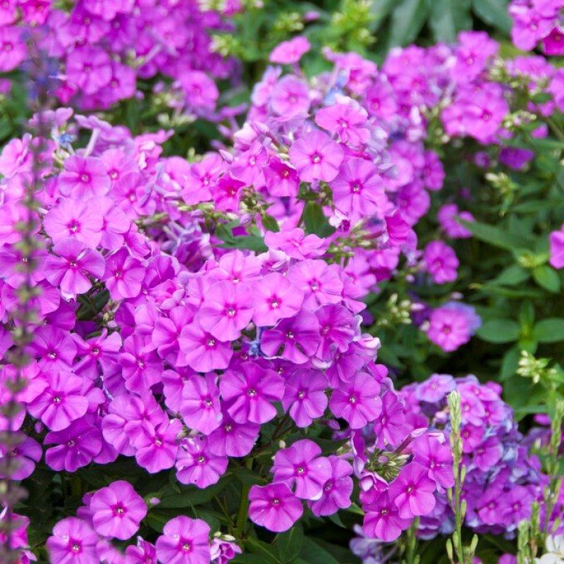 G1195 Phlox Paniculata Flame Purple 8 67e64a03 7a9f 448e Bb15 D97a31f10d32 from www redcrocus com