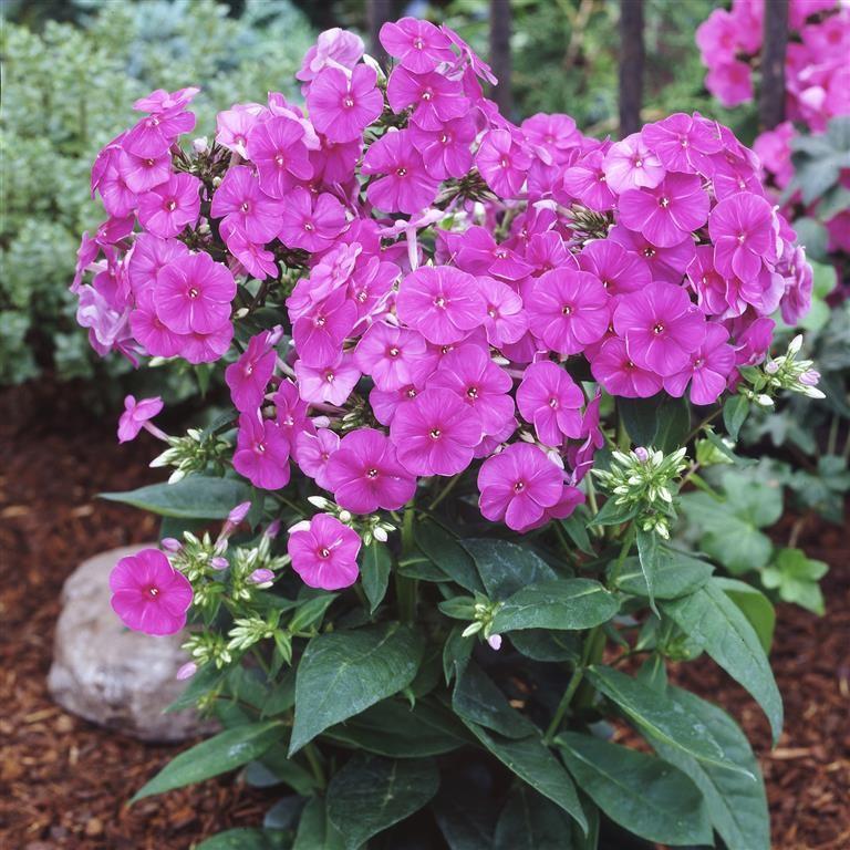 G1195 Phlox Paniculata Flame Purple 9 Fc780a4c B403 4b98 9d83 Ffc9ab73c83a from www redcrocus com