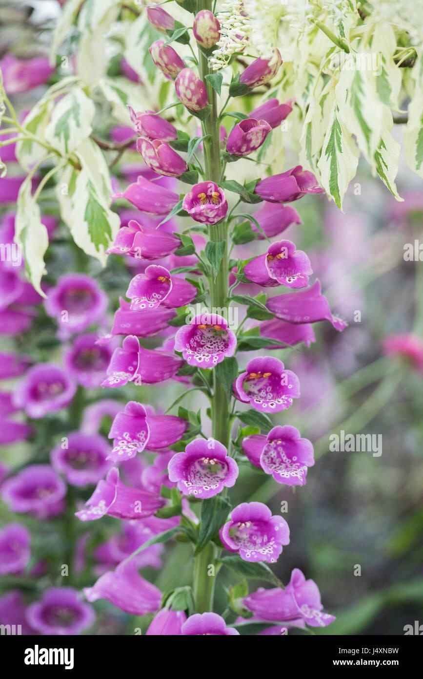 G1205 Digitalis Purpurea Dalmatian Purple 15 13fb24bc 51eb 4484 9919 A3e30e807baf from www redcrocus com