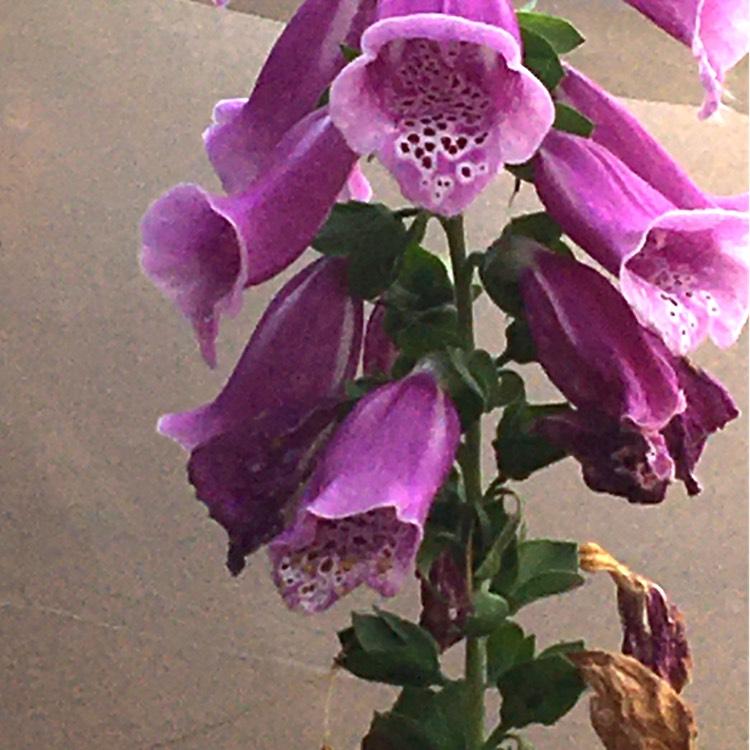 G1205 Digitalis Purpurea Dalmatian Purple 17 6c21f334 Aa99 46bf B8a1 7d2d8fcf7dcf from www redcrocus com