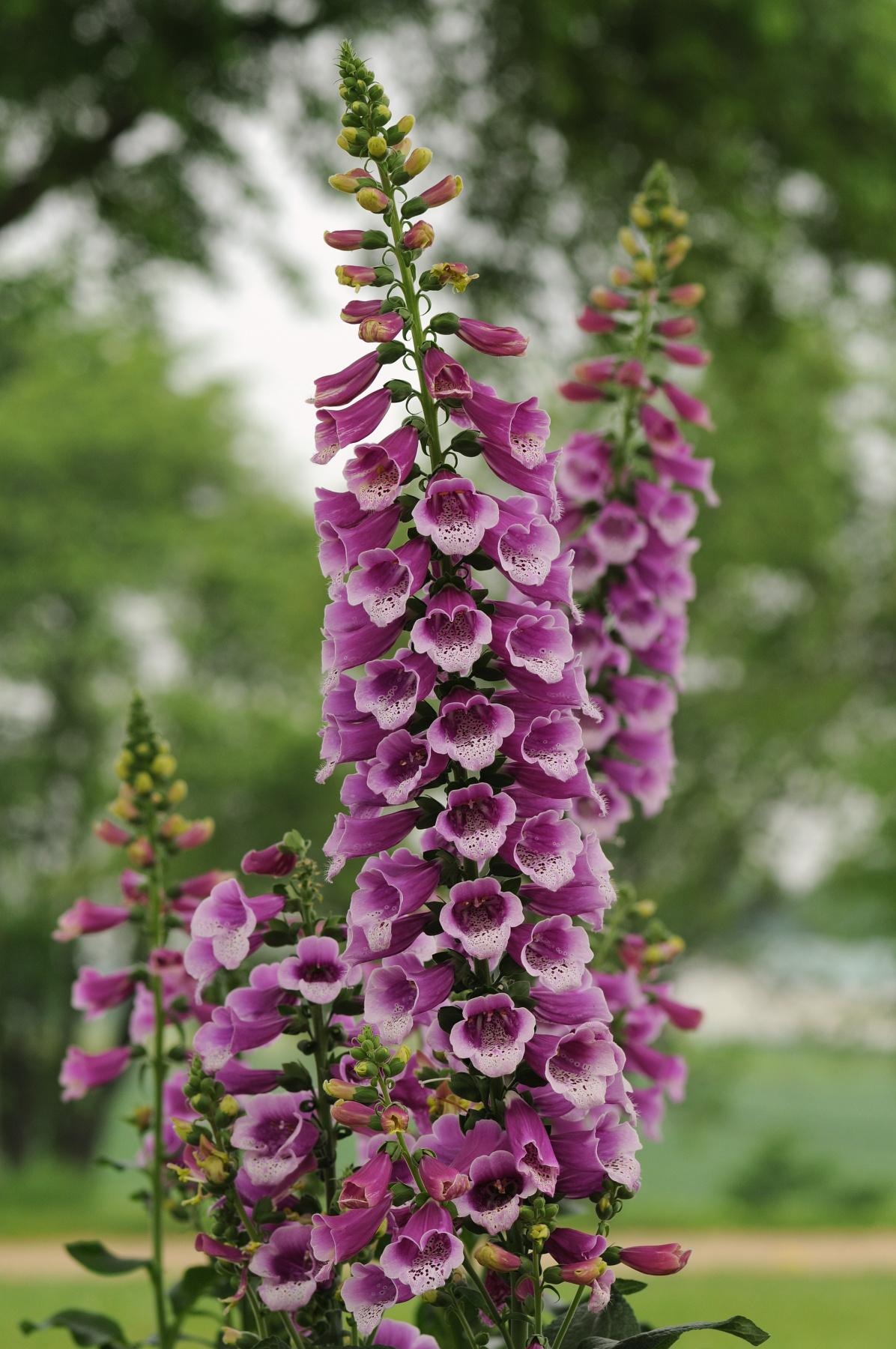 G1205 Digitalis Purpurea 27dalmatian Purple 27 11 0b04989e 1f5b 461d 9cf2 Ba2d892980a5 from www redcrocus com