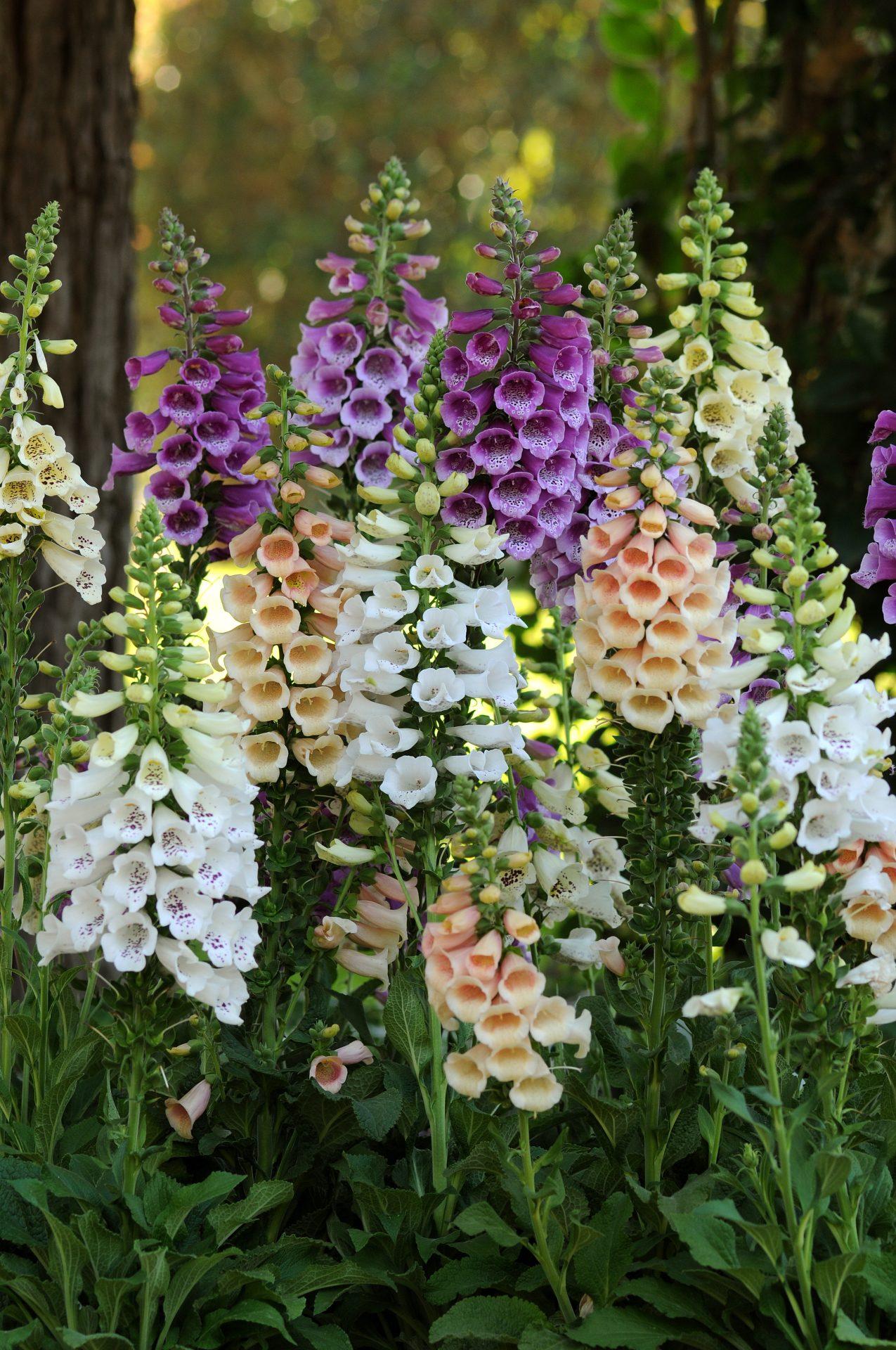 G1205 Digitalis Purpurea 27dalmatian Purple 27 13 2a2dd24c Fc25 45a5 A0d4 7a937a2b9e51 from www redcrocus com