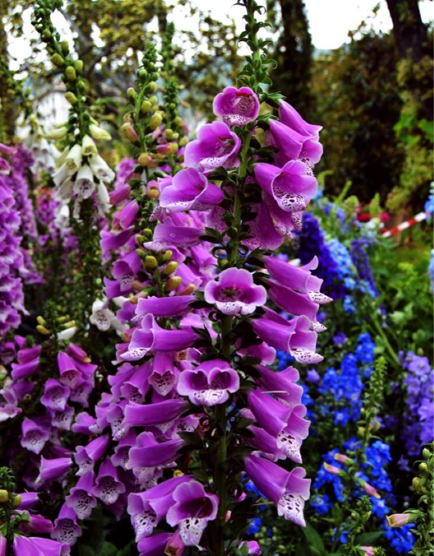 G1205 Digitalis Purpurea 27dalmatian Purple 27 15 F87a549a 960e 4c40 992d Cade46eb9406 from www redcrocus com