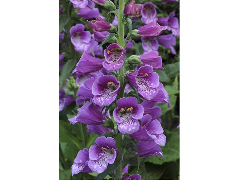 G1205 Digitalis Purpurea 27dalmatian Purple 27 17 7b8964d2 1c3a 4d31 813d 42e849aa4462 from www redcrocus com