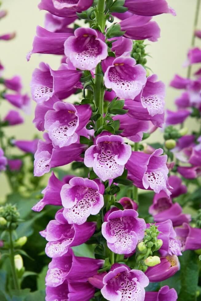 G1205 Digitalis Purpurea 27dalmatian Purple 27 18 5797863e C370 467b 8b96 Ed23b4c6a32d from www redcrocus com