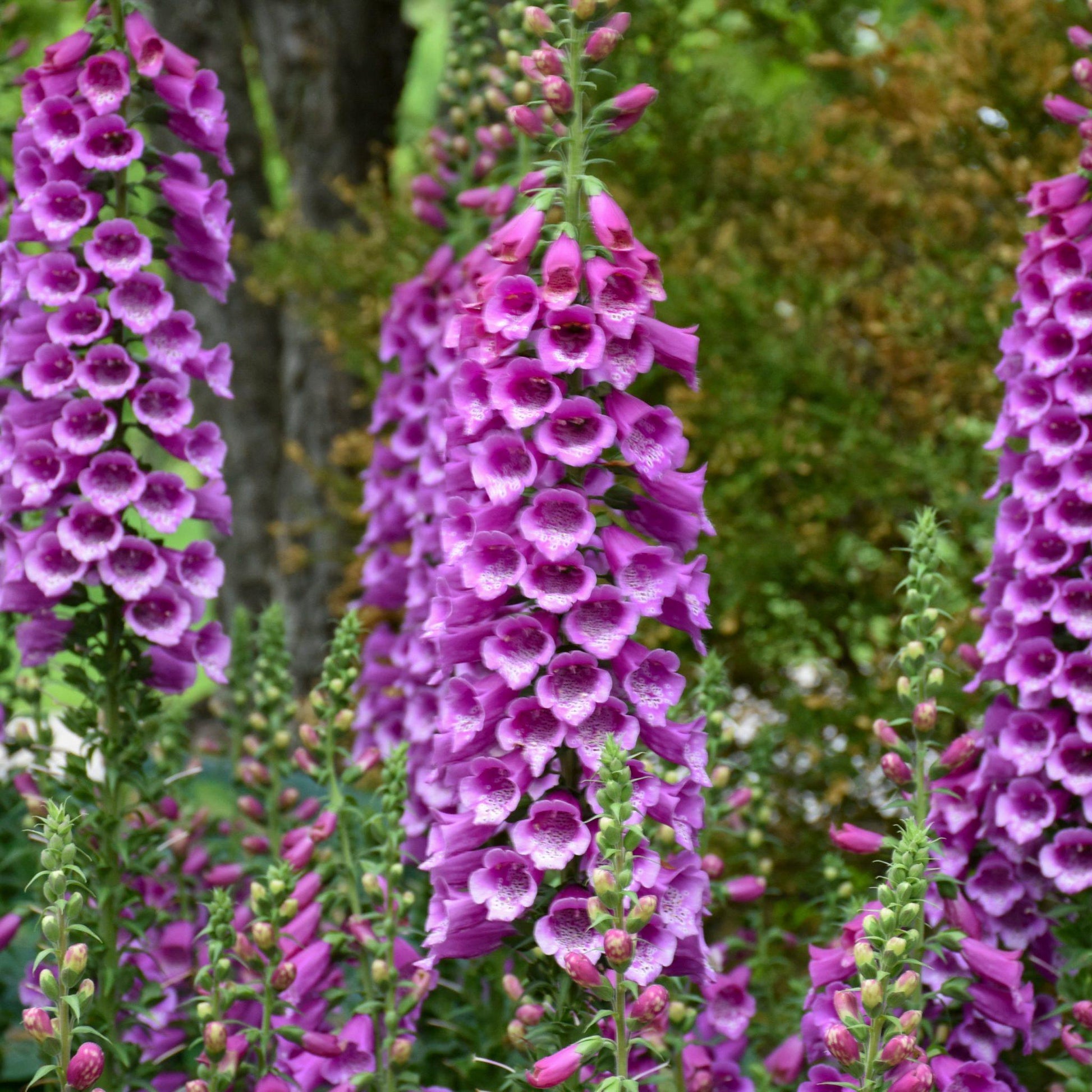 G1205 Digitalis Purpurea 27dalmatian Purple 27 5 D816fc7b A51c 4fa3 92af C07cee2fa4f9 from www redcrocus com