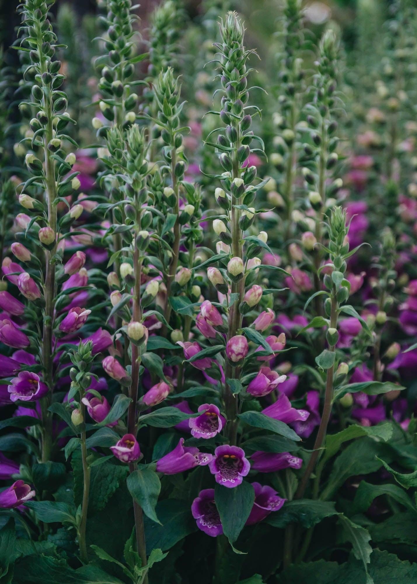G1205 Digitalis Purpurea 27dalmatian Purple 27 6 9505ec42 779b 48d4 A386 Eba14b0111d3 from www redcrocus com