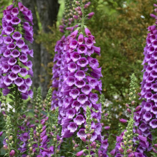 G1205 Digitalis Purpurea 27dalmatian Purple 27 8 69af5cfa 09e4 4b8a 9c71 0d5d90b613fd from www redcrocus com