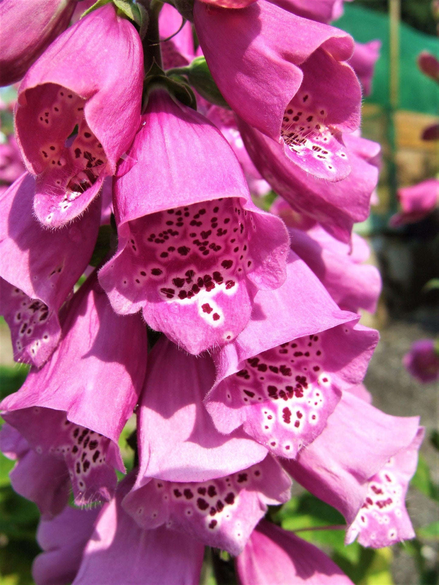 G1205 Digitalis Purpurea 27dalmatian Purple 27 9 56577024 F6f3 4fd1 B01d B24db32740f9 from www redcrocus com