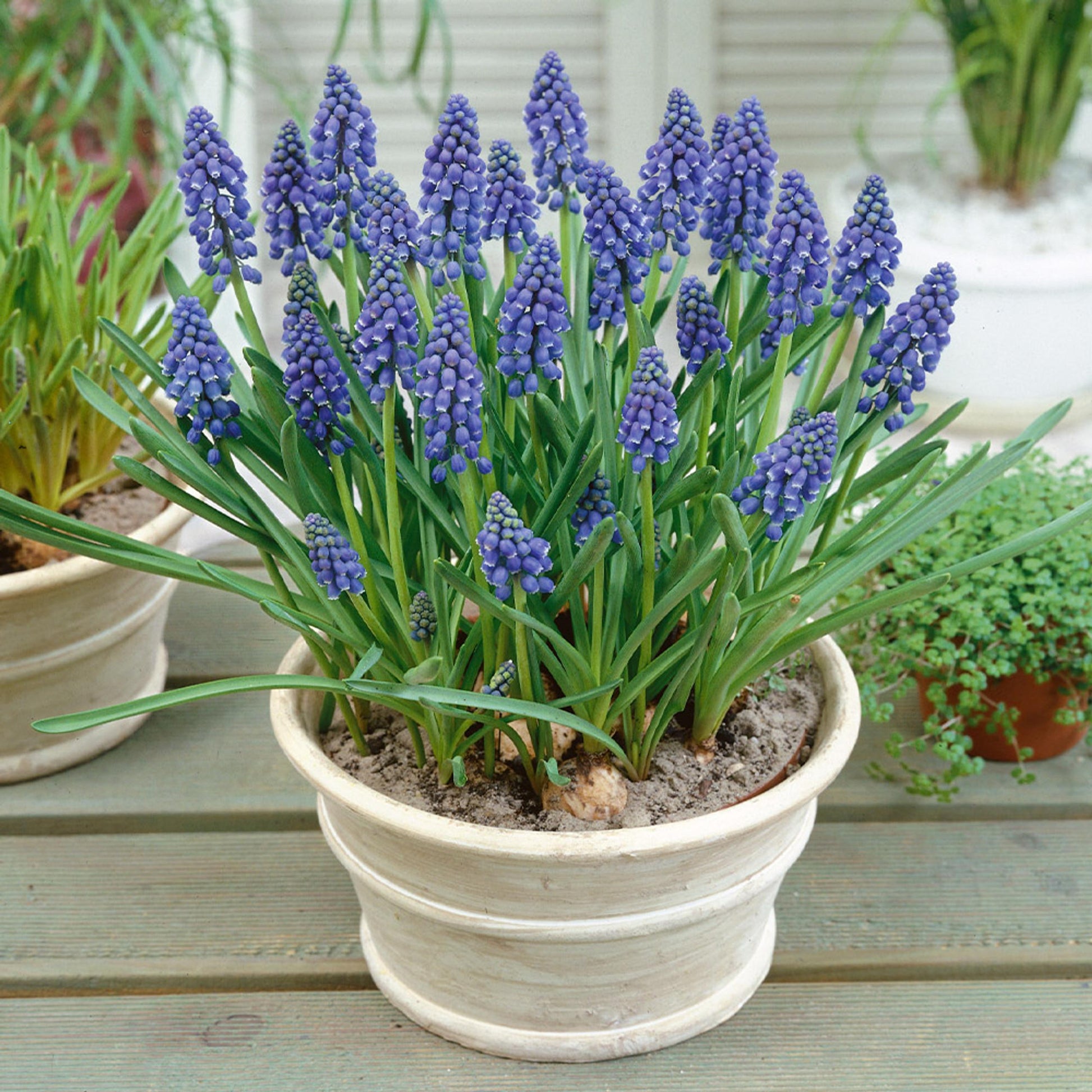 G1218 Muscari Armeniacum 10 27908212 Ae81 46ba B5a2 F1c61cc6191e from www redcrocus com