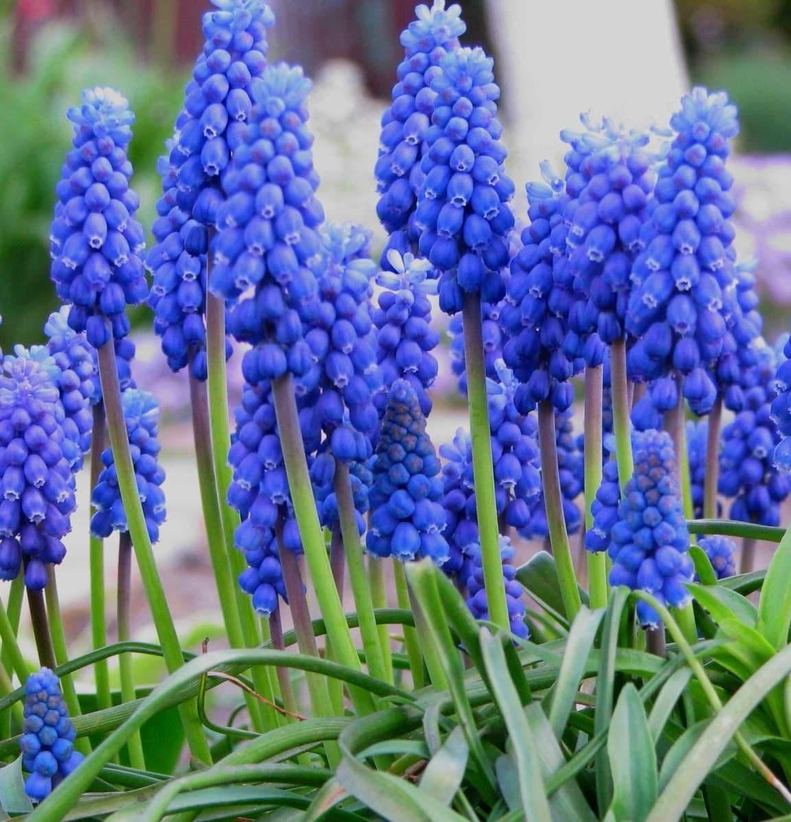 G1218 Muscari Armeniacum 11 2a0056a4 C486 428d 9afe 91f872681528 from www redcrocus com