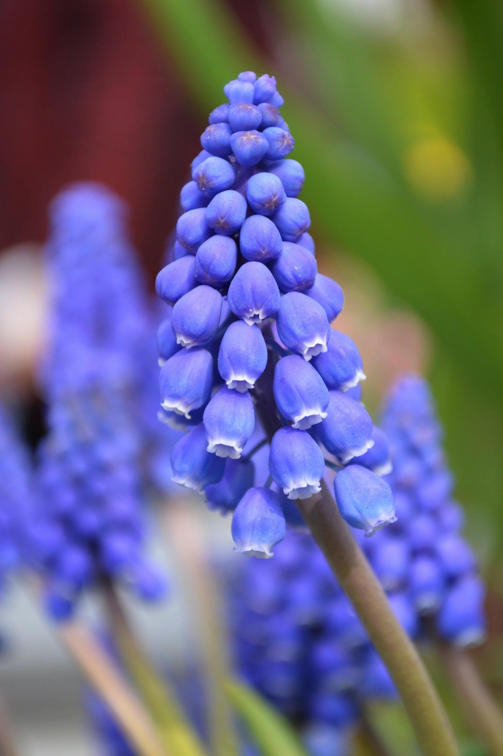 G1218 Muscari Armeniacum 12 Cb656435 0a71 4e71 880d 0e8cb6f653b1 from www redcrocus com