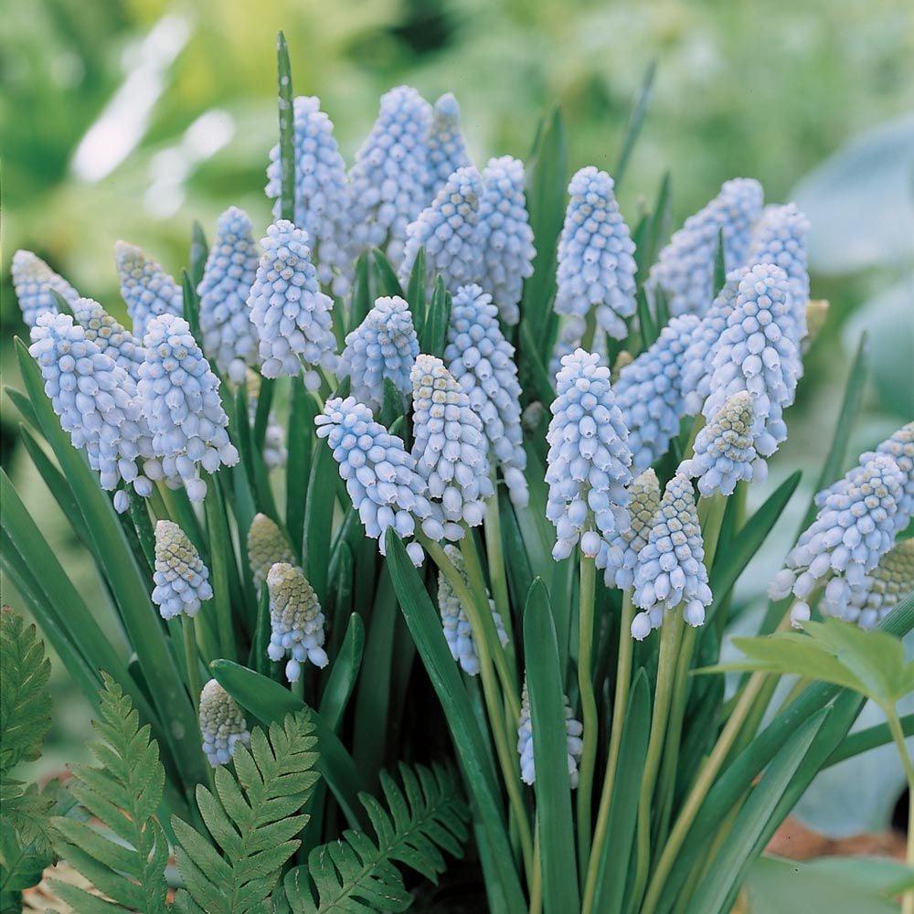 G1218 Muscari Armeniacum 13 Be6df577 08bd 4ab9 A35b 1ee39ad6892b from www redcrocus com