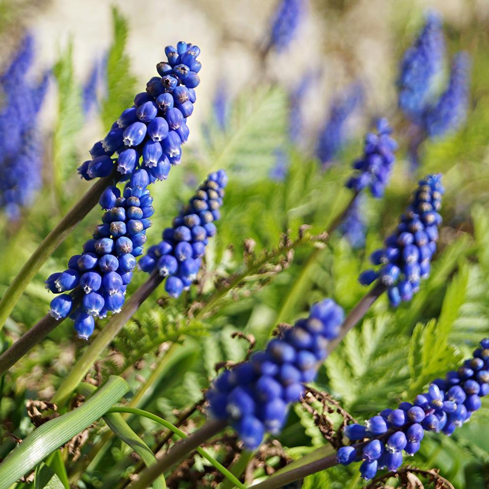 G1218 Muscari Armeniacum 14 Eec47d25 1b71 42d5 B355 113b28ddc4b9 from www redcrocus com