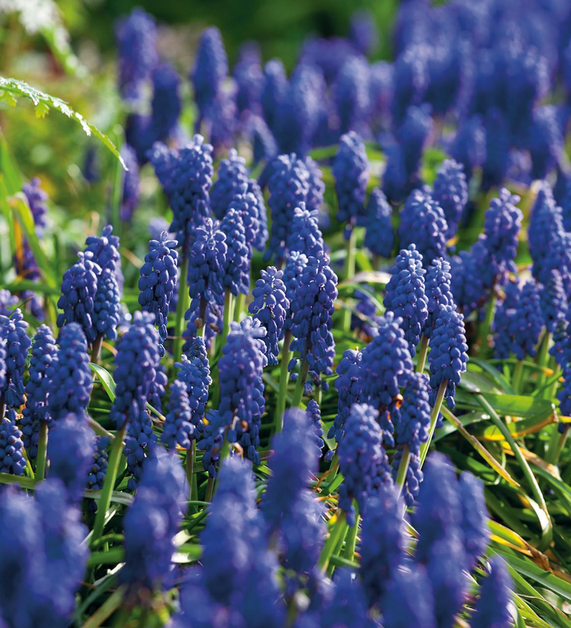 G1218 Muscari Armeniacum 15 66445b62 3b89 4ce5 891f Ab93aa66034e from www redcrocus com