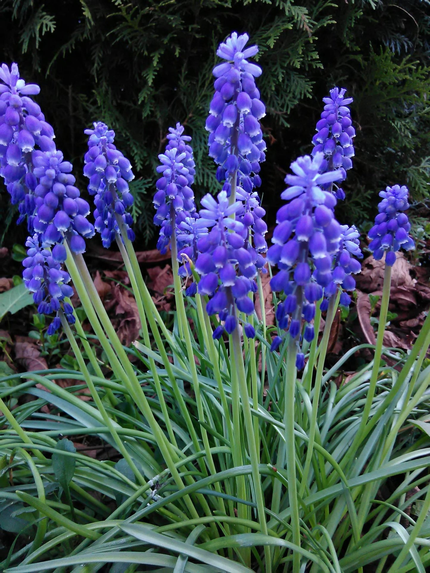 G1218 Muscari Armeniacum 16 2c2ba959 2cbd 4fc6 8a71 9967f6f799d0 from www redcrocus com