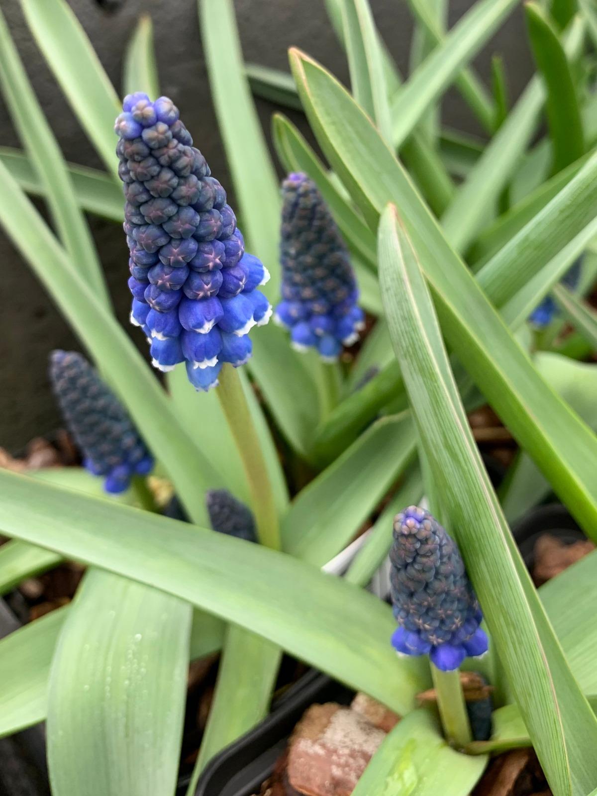 G1218 Muscari Armeniacum 17 3caae7c5 Be7c 40ee 99db 9a1f2a12b290 from www redcrocus com