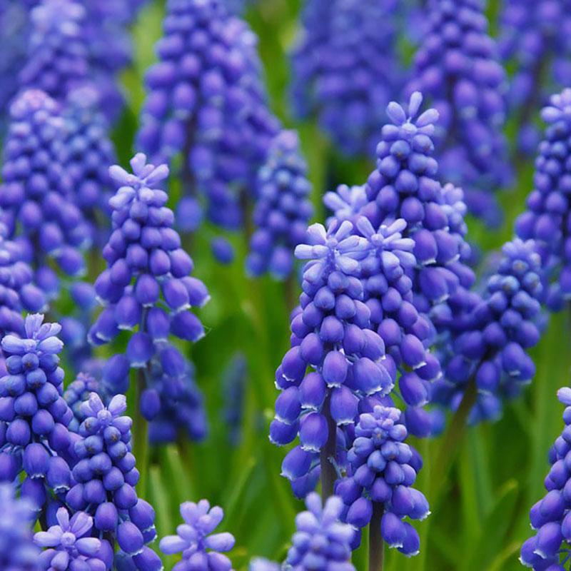G1218 Muscari Armeniacum 18 Cc374b08 Dede 4ca9 9a43 8d16f5f2b863 from www redcrocus com