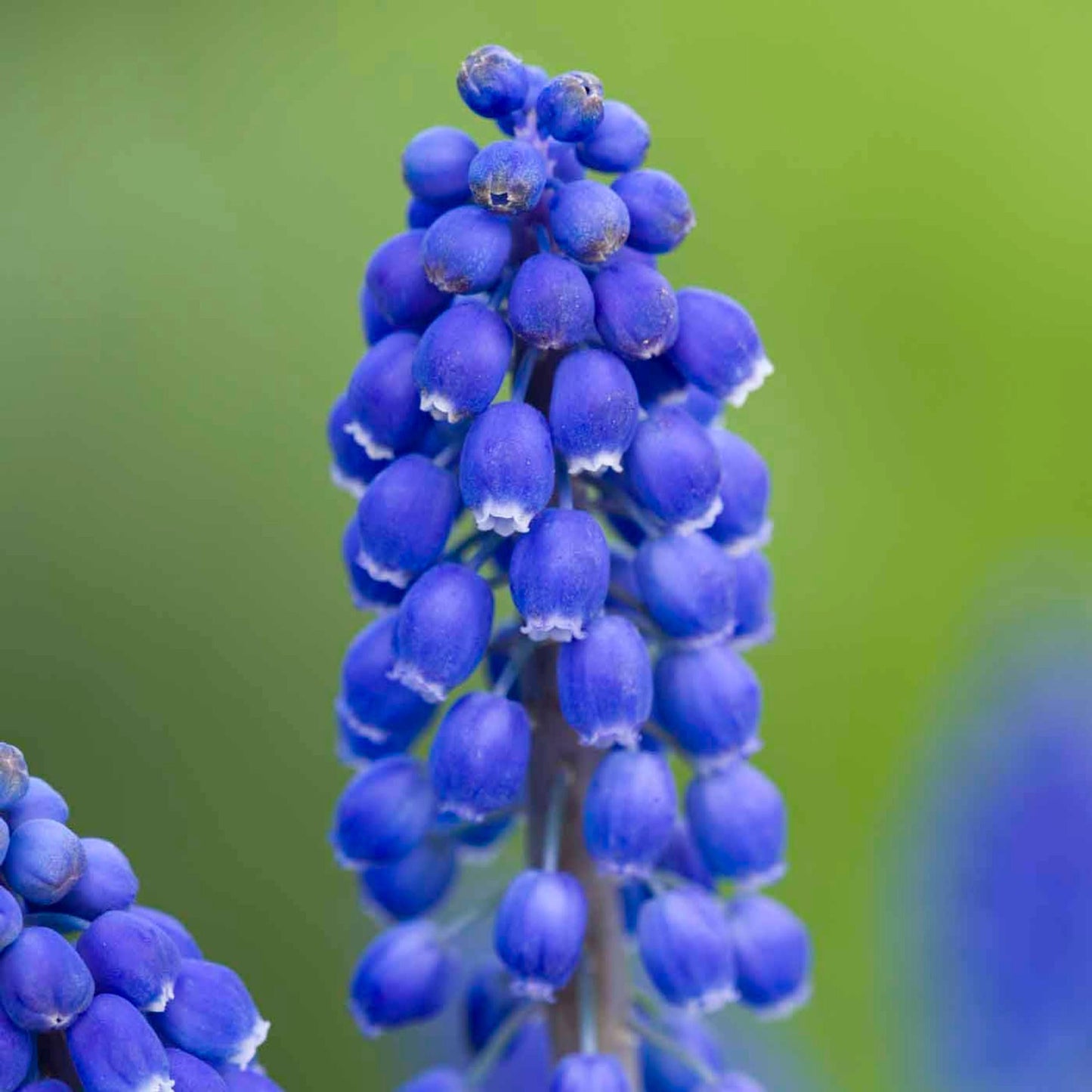 G1218 Muscari Armeniacum 19 31a83411 3035 4970 915d 4033faaec12c from www redcrocus com