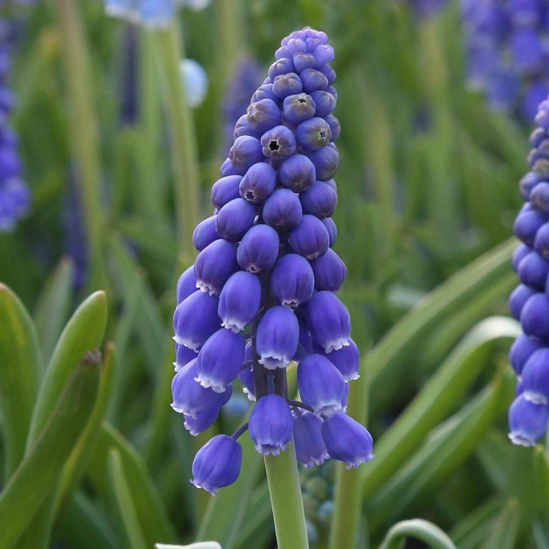 G1218 Muscari Armeniacum 1 4f431021 F875 42bf 8bb7 140f0cb5e232 from www redcrocus com