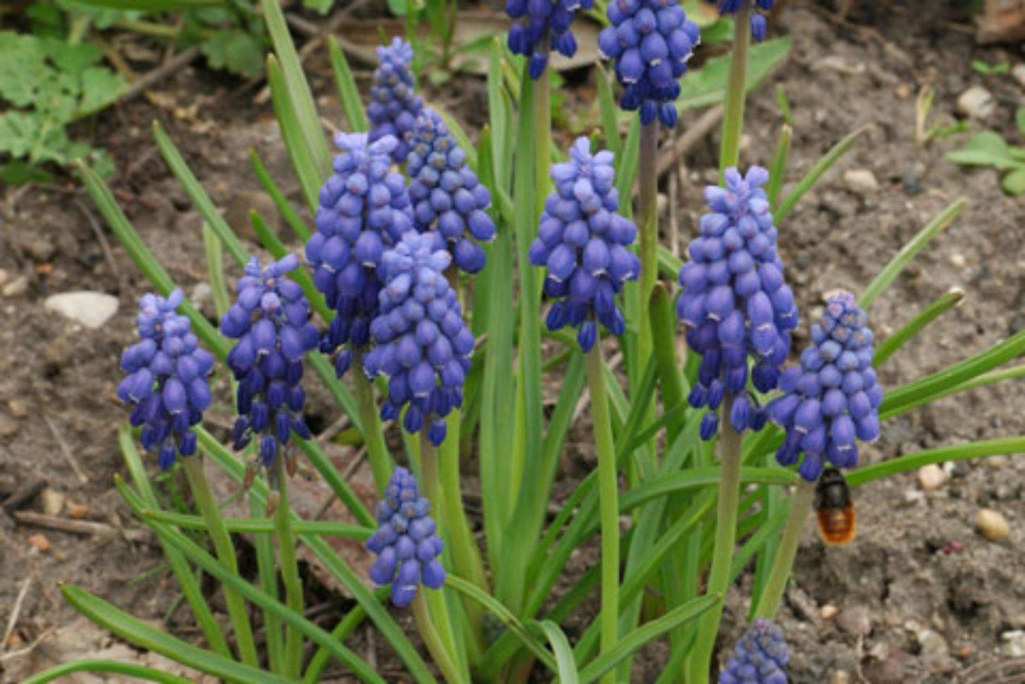 G1218 Muscari Armeniacum 20 D7f4e1f4 E456 4703 B77a 5e0c4b8f3f7d from www redcrocus com