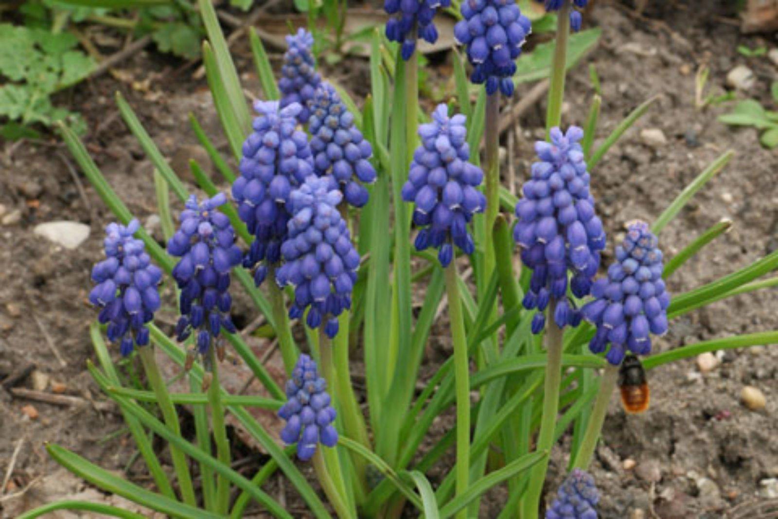G1218 Muscari Armeniacum 20 D7f4e1f4 E456 4703 B77a 5e0c4b8f3f7d from www redcrocus com