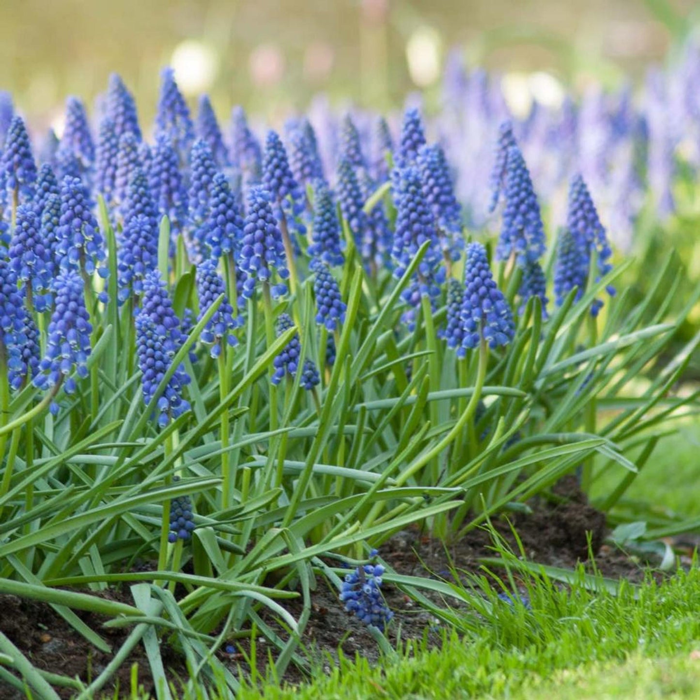 G1218 Muscari Armeniacum 3 61456173 8a37 488e B7ce 6984b24a8982 from www redcrocus com