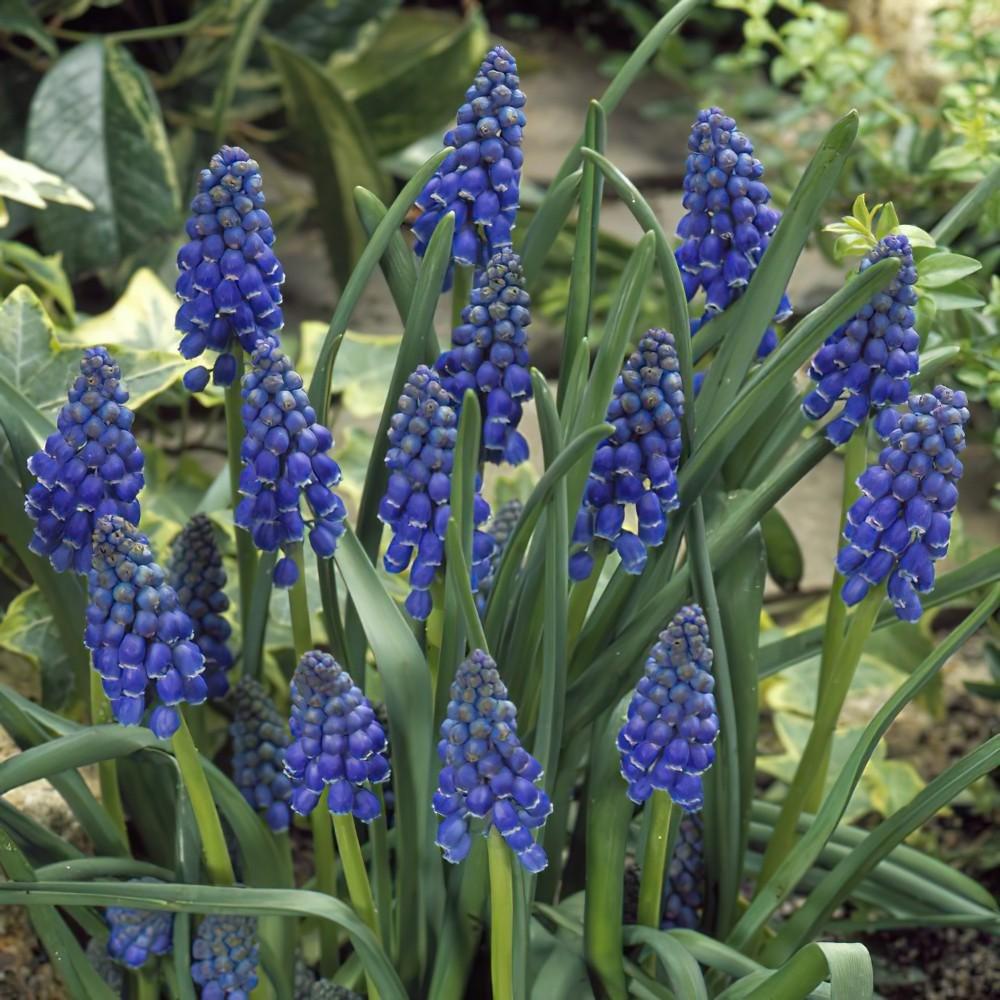 G1218 Muscari Armeniacum 5 Df9beadd 2e9e 47b6 95f5 6515f55e1e26 from www redcrocus com