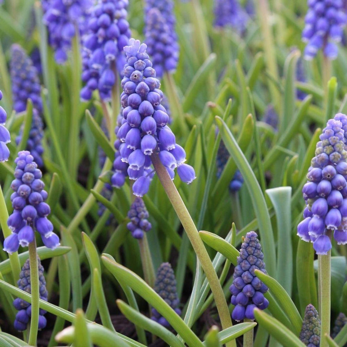 G1218 Muscari Armeniacum 6 29310b75 F769 4b77 987c Cbce9bec11b2 from www redcrocus com