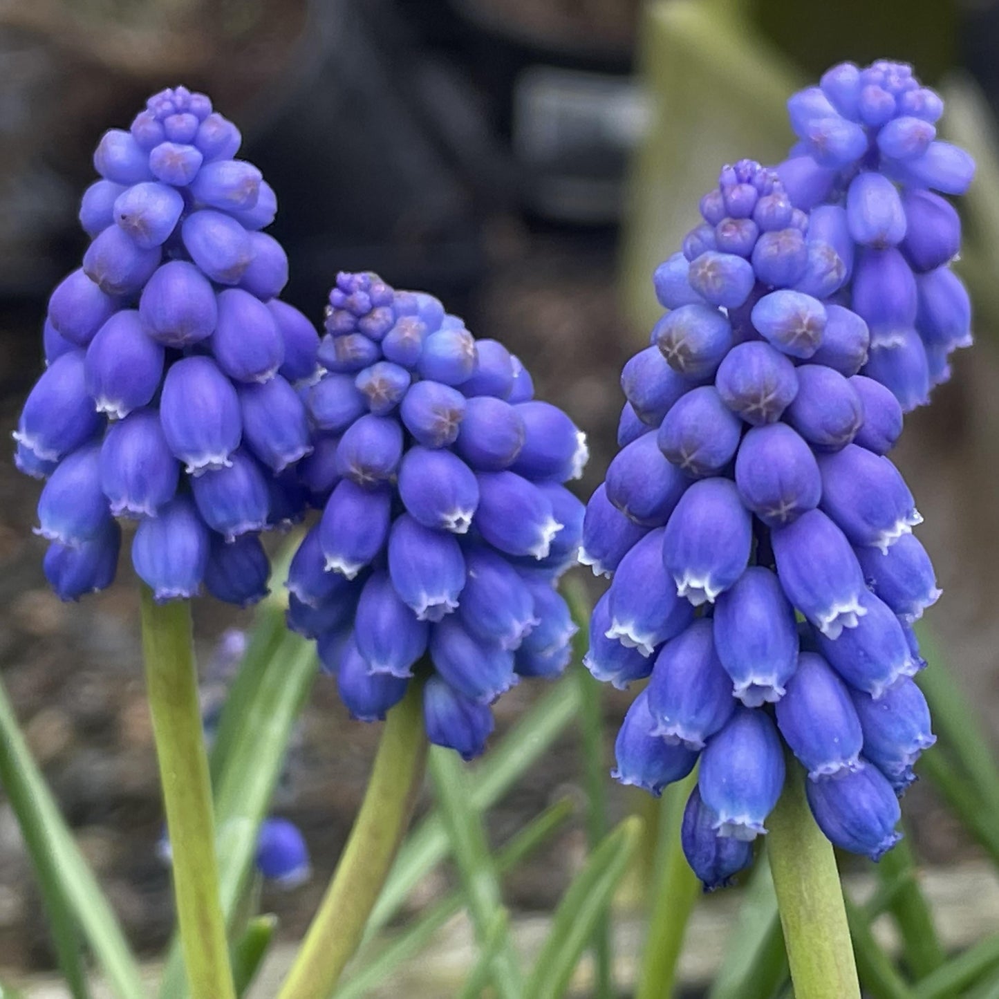 G1218 Muscari Armeniacum 7 00415ecb F4a8 485f B2cd 508bbe100182 from www redcrocus com