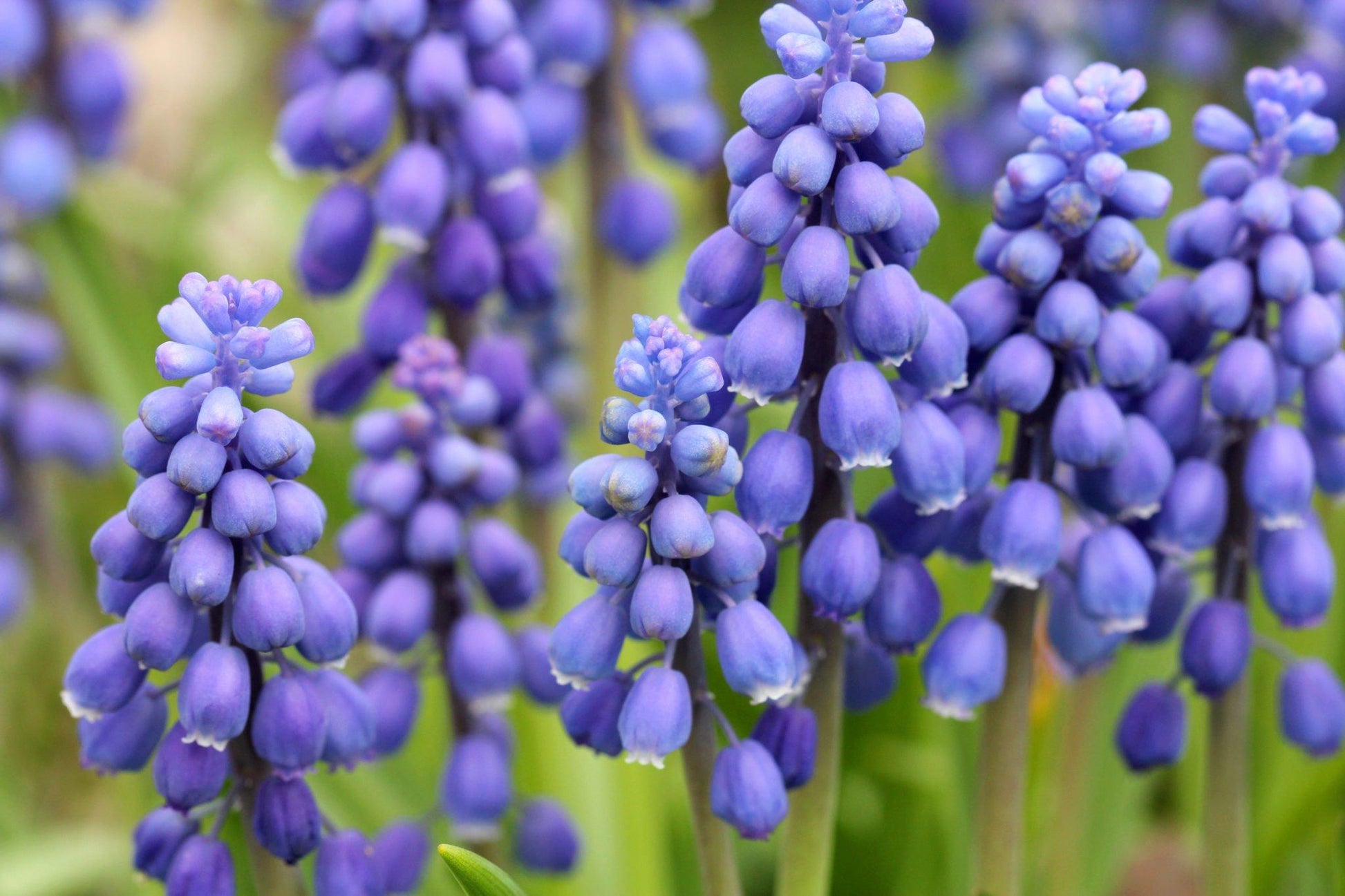 G1218 Muscari Armeniacum 8 B1ab3791 6547 4da1 Bbf3 A0b2e31b06e4 from www redcrocus com
