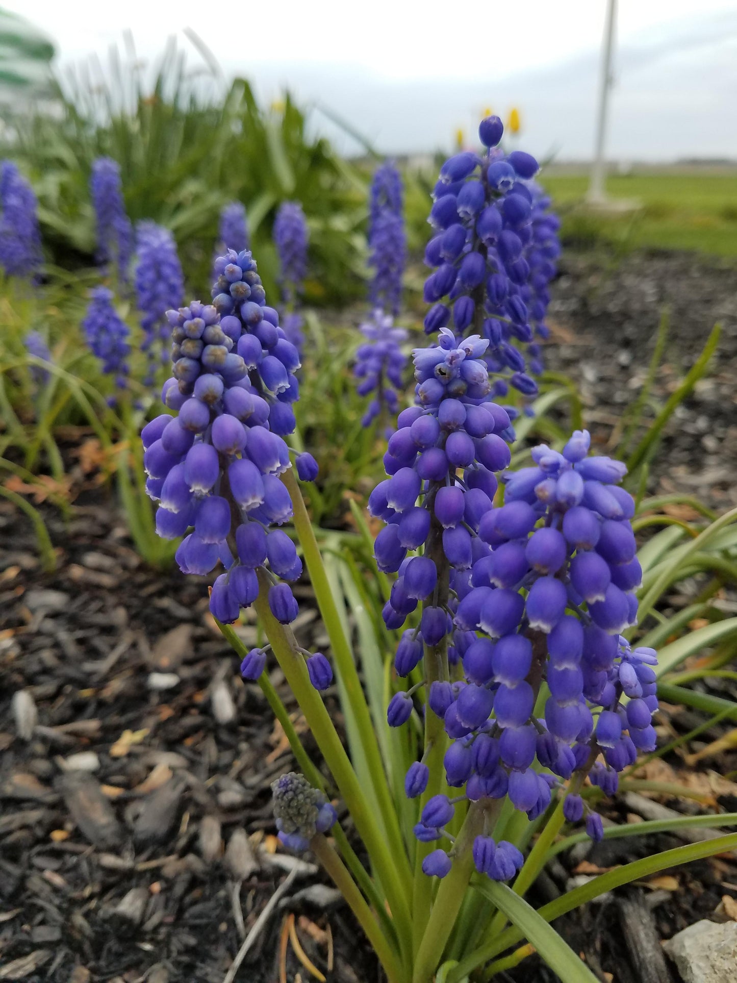 G1218 Muscari Armeniacum 9 D082e20e 2e2c 4086 89d5 459502c6abd4 from www redcrocus com