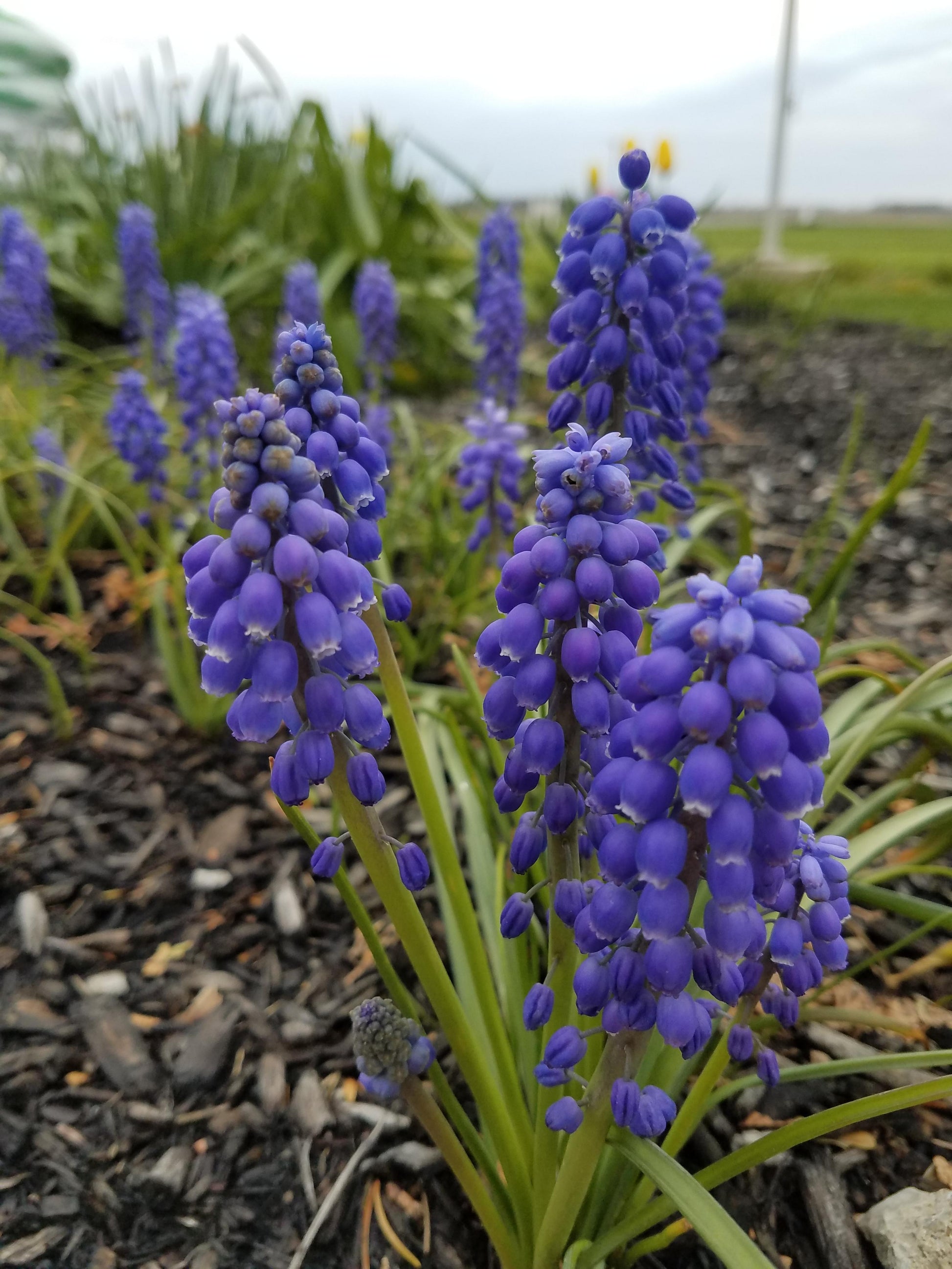 G1218 Muscari Armeniacum 9 D082e20e 2e2c 4086 89d5 459502c6abd4 from www redcrocus com