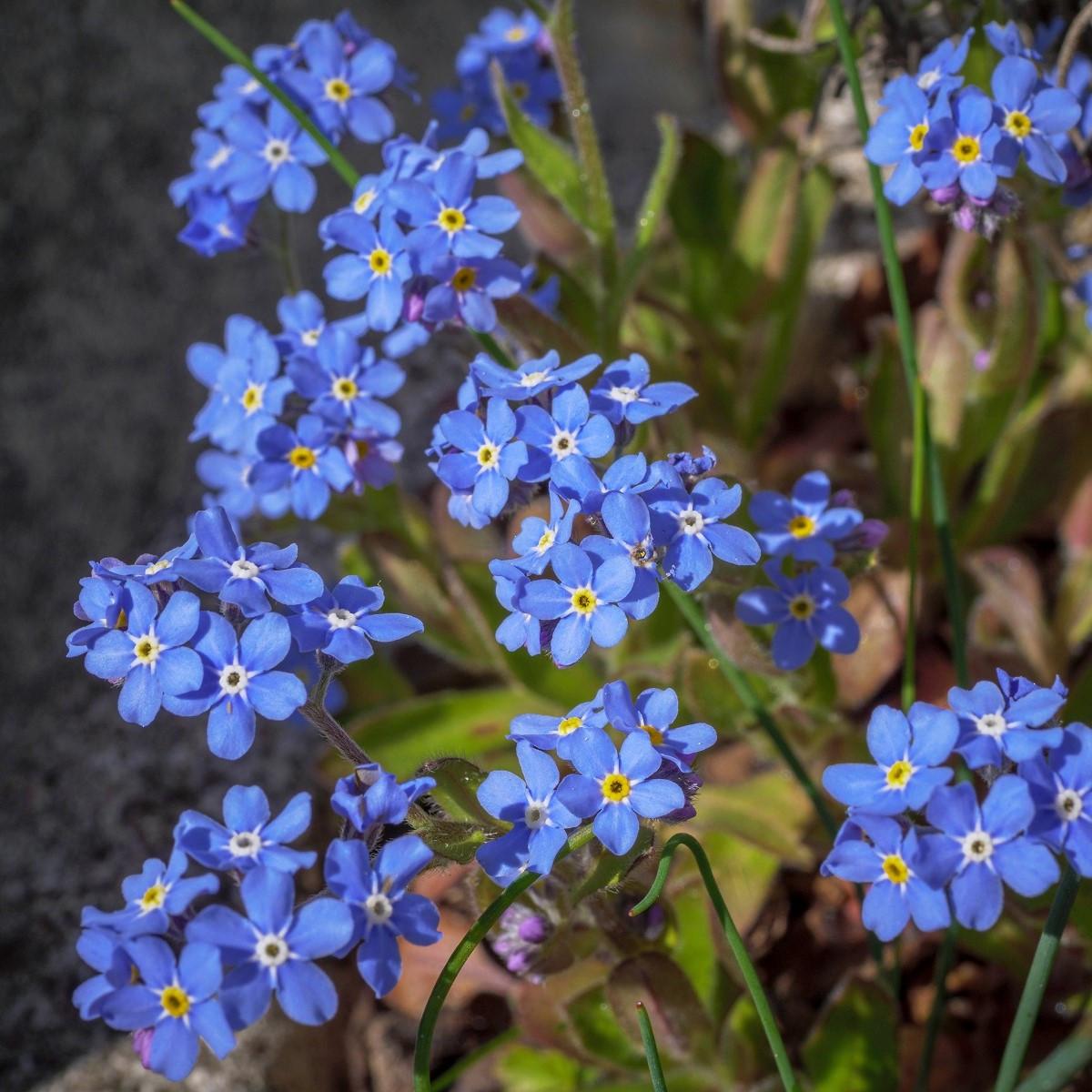 G1219 Myosotis Sylvatica Compindi 10 492b5770 6428 4a3d A8bc 9bcbf8faf635 from www redcrocus com