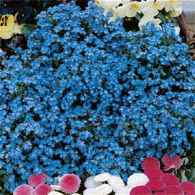 G1219 Myosotis Sylvatica Compindi 11 7a5b8175 F5d2 4cf5 Ba1c 5eab505c7b28 from www redcrocus com