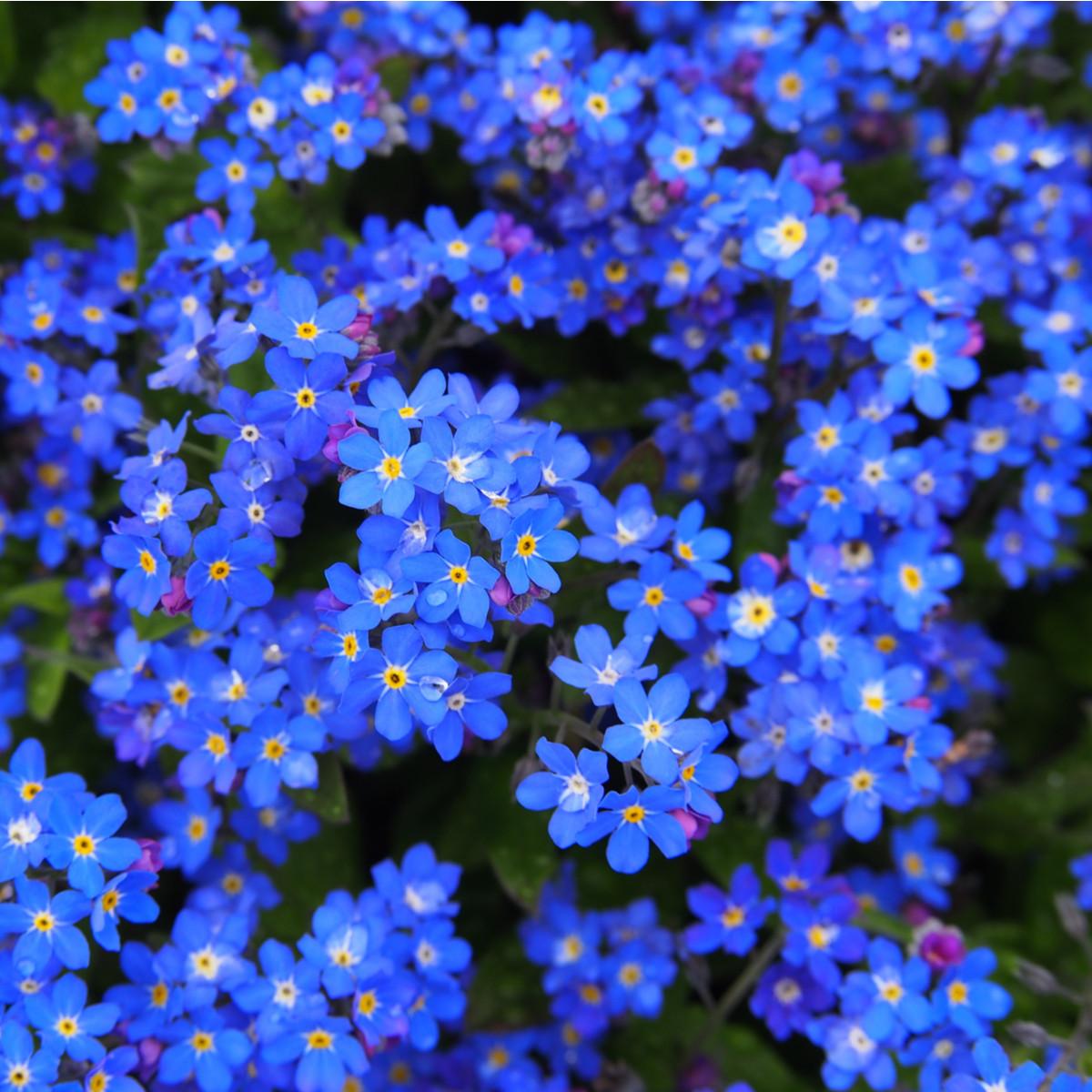 G1219 Myosotis Sylvatica Compindi 12 3f31cd0f 5118 45cd 858f 071fad301a2a from www redcrocus com
