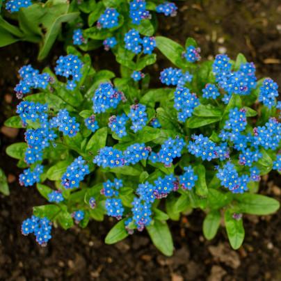 G1219 Myosotis Sylvatica Compindi 13 6a92b160 F674 4344 93ed 04793f369a3b from www redcrocus com