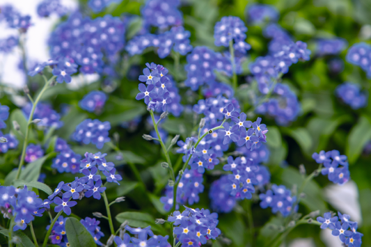G1219 Myosotis Sylvatica Compindi 1 C7387db5 6872 4fe1 Aed9 4471ea3ebae5 from www redcrocus com
