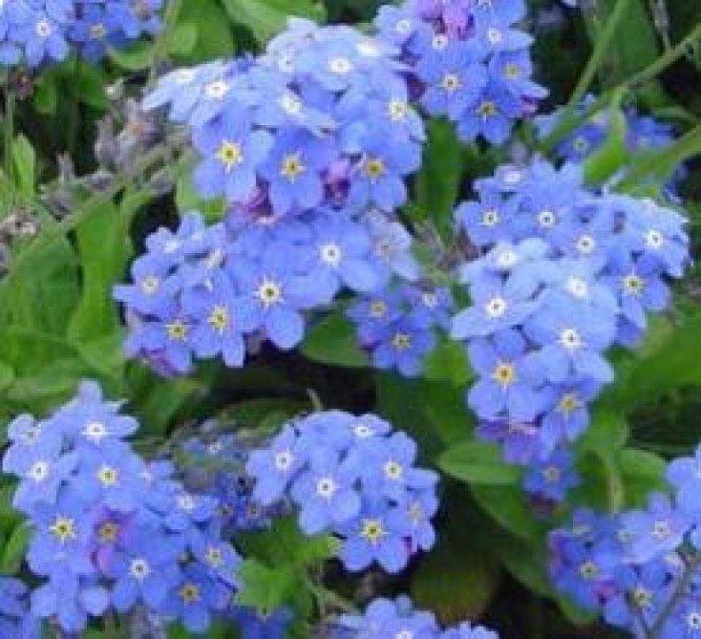 G1219 Myosotis Sylvatica Compindi 2 9553e1f8 2deb 48ac A7bb 939d8e208e00 from www redcrocus com