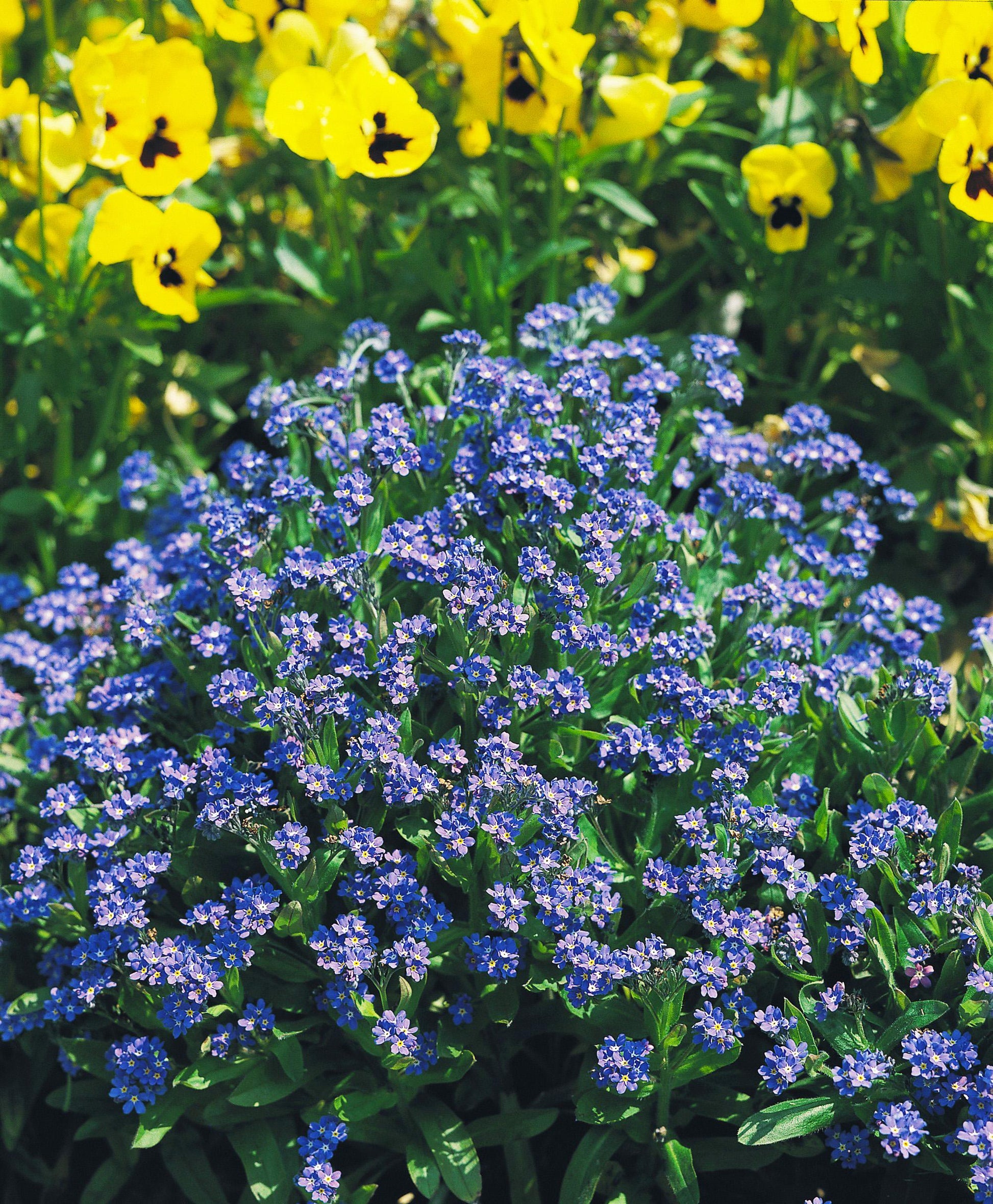 G1219 Myosotis Sylvatica Compindi 3 30c51417 57f6 4c52 8f7a 41b95cd46279 from www redcrocus com