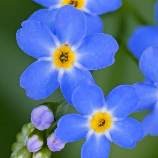 G1219 Myosotis Sylvatica Compindi 4 45da208e 93aa 4c01 8b6c 885825bab011 from www redcrocus com